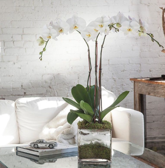 ORQUIDEAS ARTIFICIALES X6UNDS - OMC-743