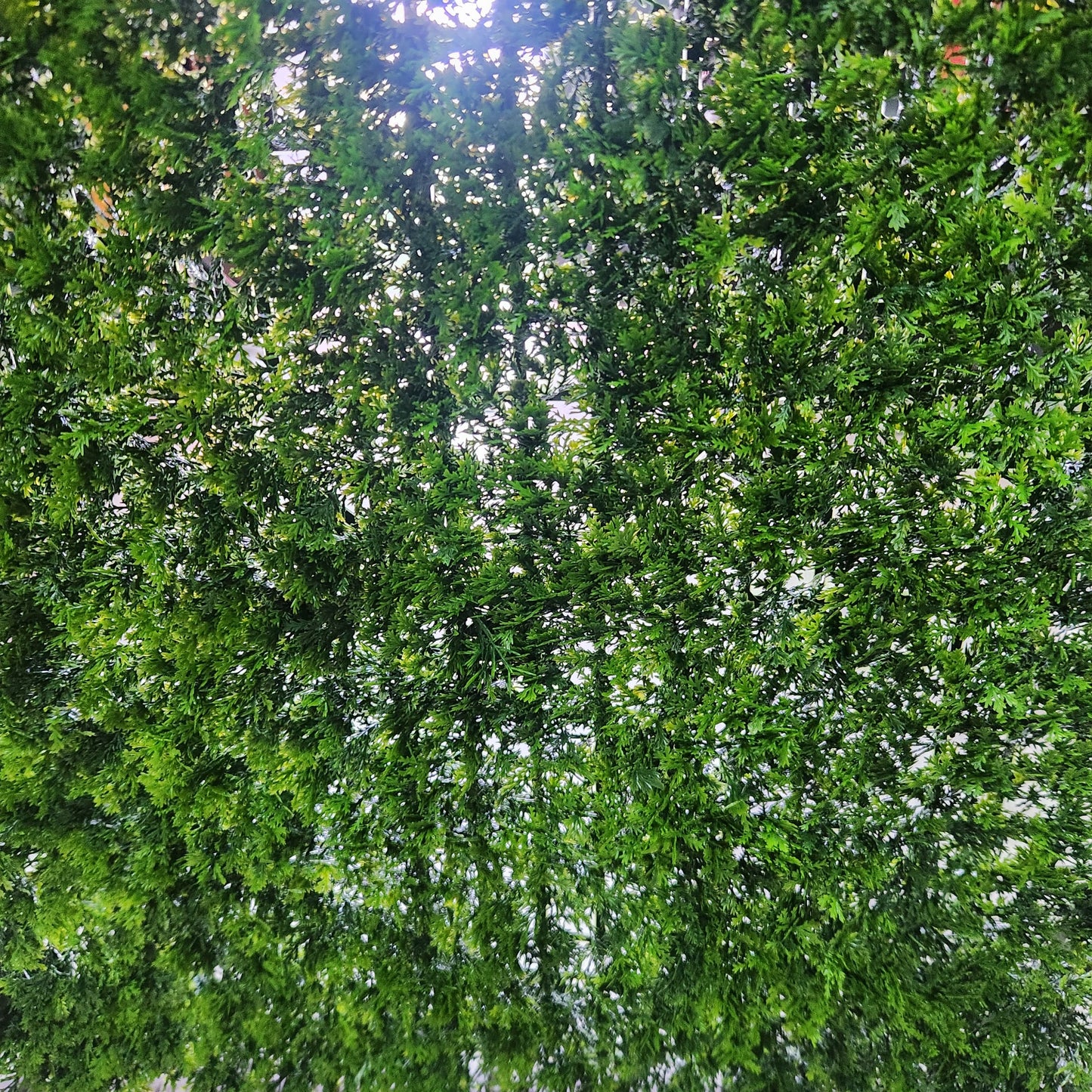JARDIN VERTICAL PARA INTERIORES Y EXTERIORES X6UNDS OMC -715