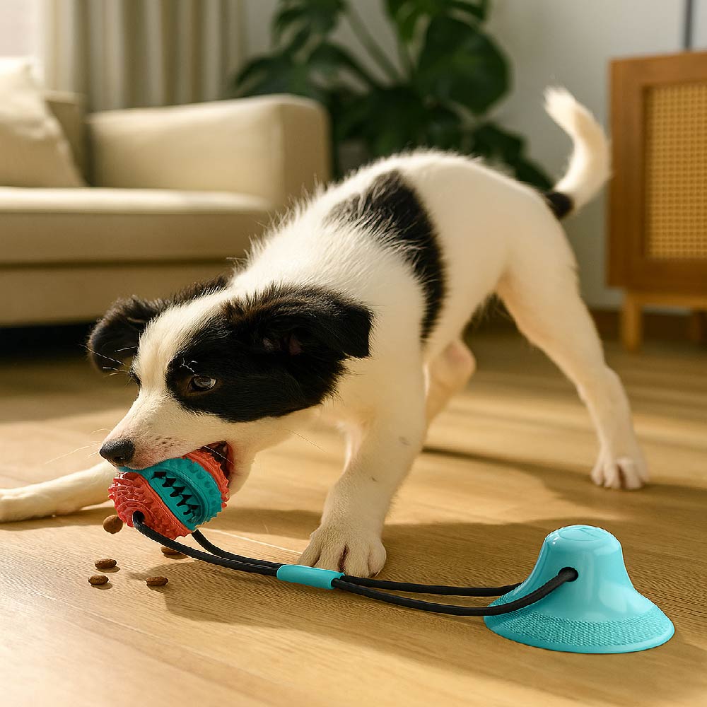 PELOTA CON VENTOSA PARA PERROS X6UNDS - OMC-316