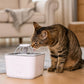 FUENTE DE AGUA PARA MASCOTAS X6UNDS - OMC-005