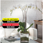 ORQUIDEAS ARTIFICIALES X6UNDS - OMC-743