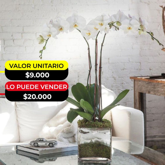 ORQUIDEAS ARTIFICIALES X6UNDS - OMC-743