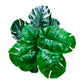 HOJAS ARTIFICIALES DECORATIVAS X6UNDS - OMC-756