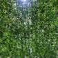 JARDIN VERTICAL PARA INTERIORES Y EXTERIORES  X6UNDS OMC -715